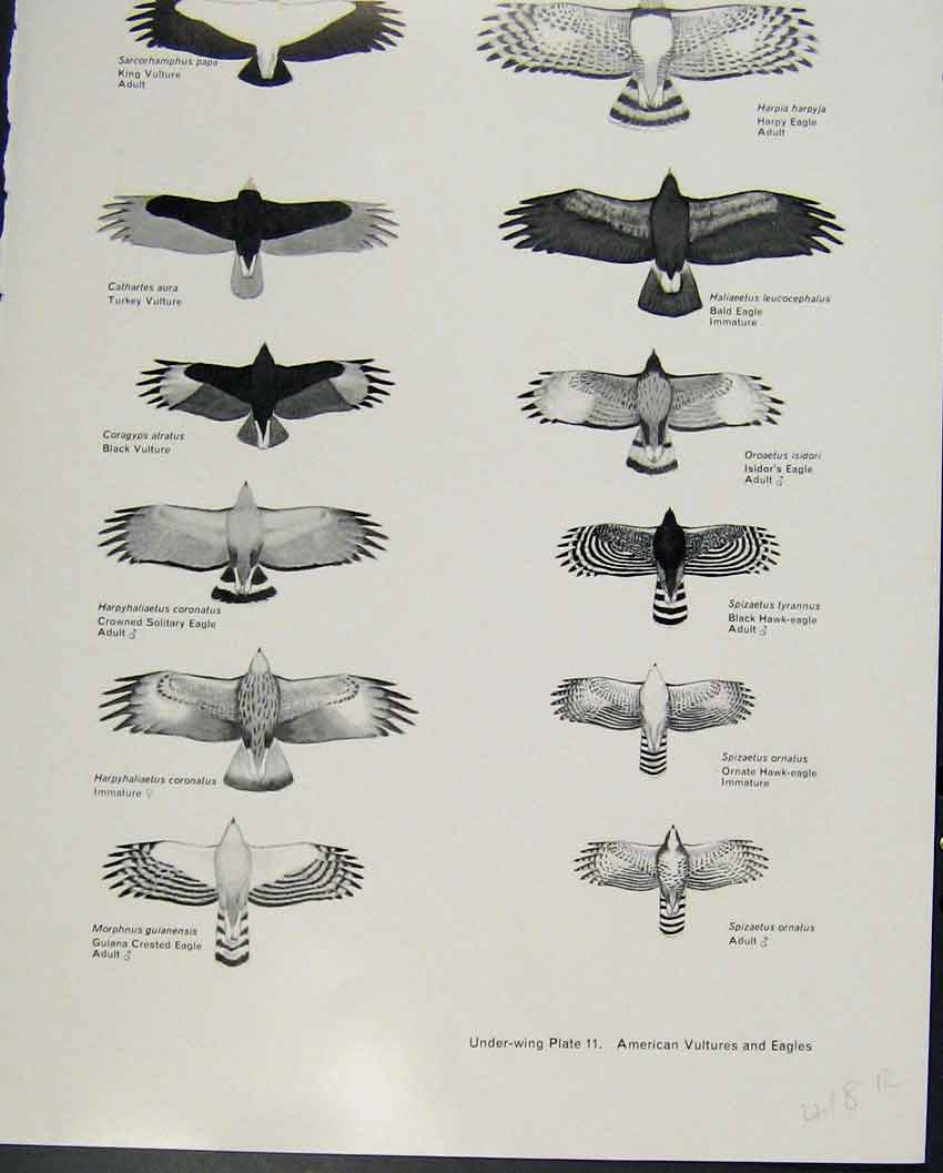 Original Old Antique Print Eagles Hawks & Falcons American Vultures Eagles Plate