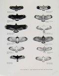 Old Antique Print Eagles Hawks & Falcons Tropical American Hawks Buzzard 20th