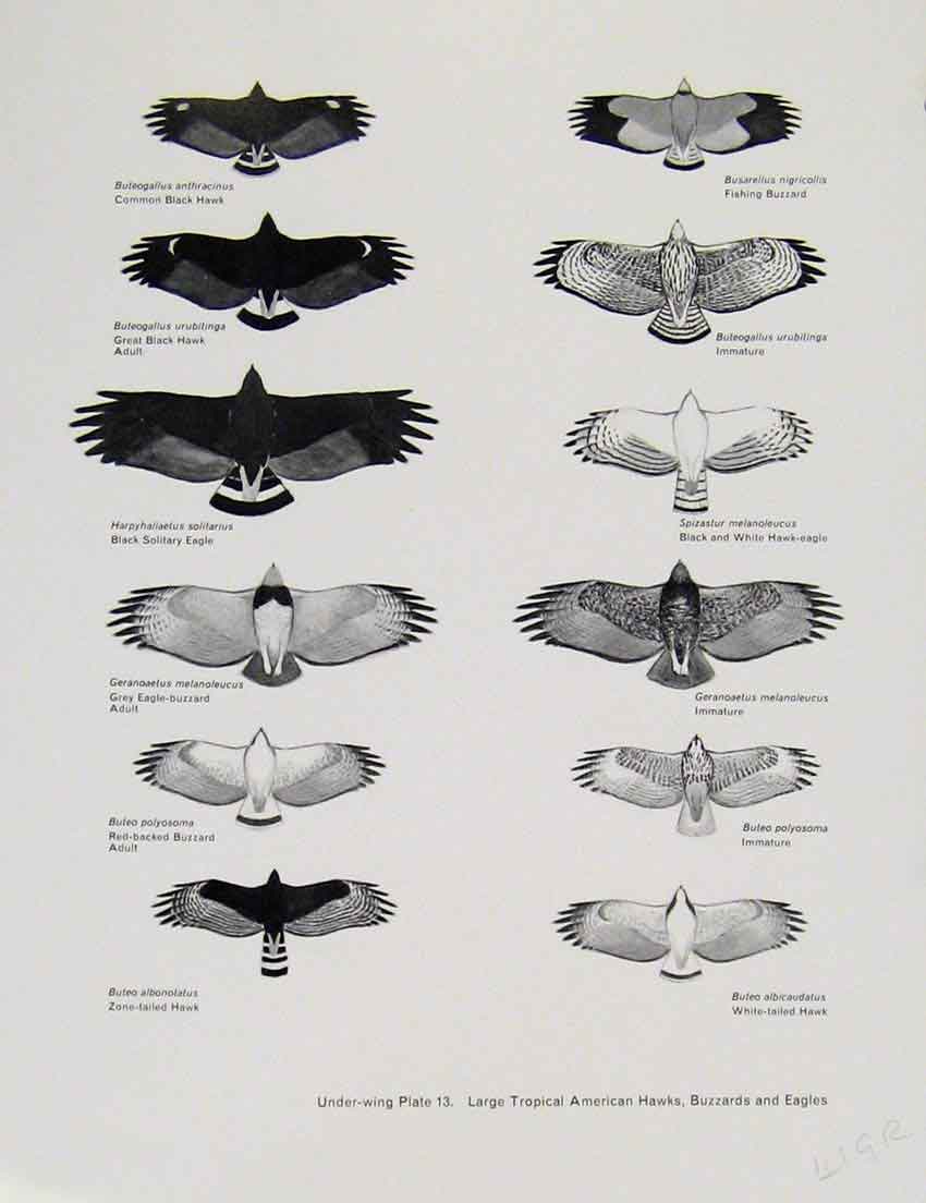 Old Antique Print Eagles Hawks & Falcons Tropical American Hawks Buzzard 20th