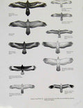 Original Old Antique Print Eagles Hawks & Falcons Australian New Guinea Hawks