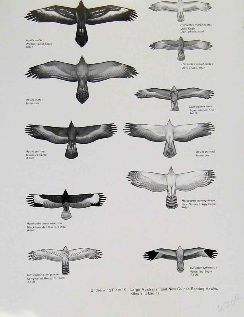 Original Old Antique Print Eagles Hawks & Falcons Australian New Guinea Hawks