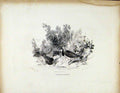 Original Old Antique Print Ruffs Plover C1843 Birds Drinking Art 19th