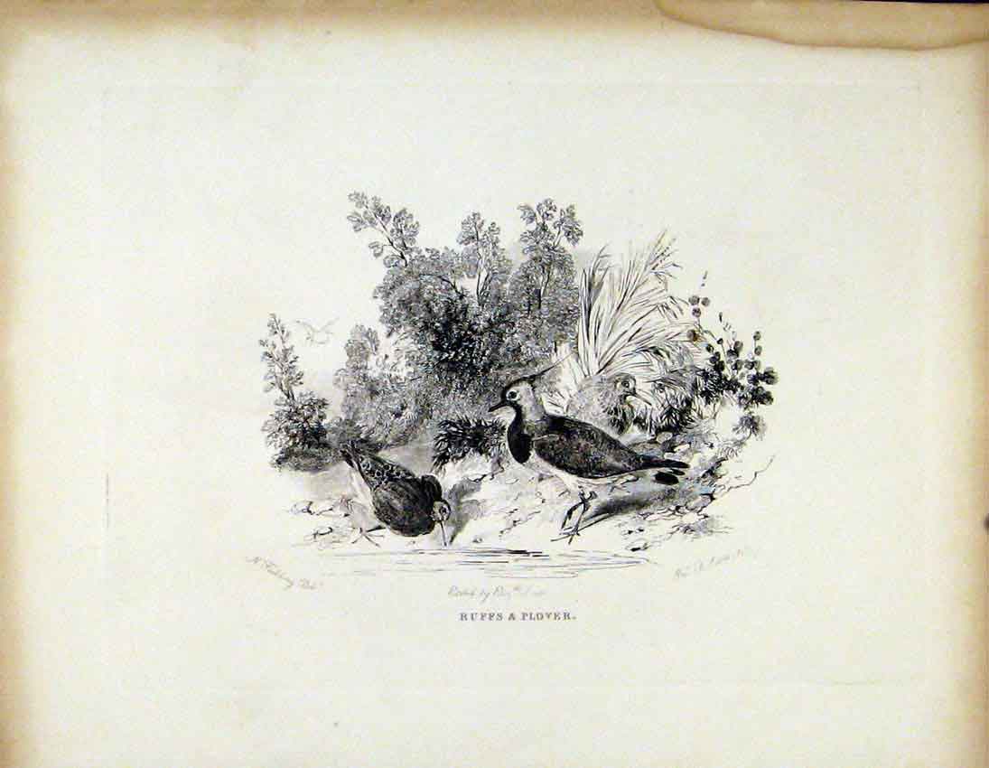 Original Old Antique Print Ruffs Plover C1843 Birds Drinking Art 19th