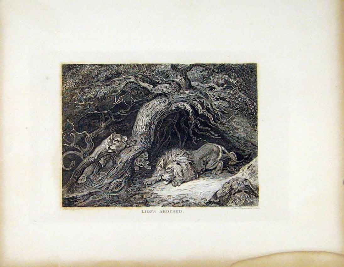 Original Old Antique Print Lions Aroused C1843 Lioness Cat Animal 19th