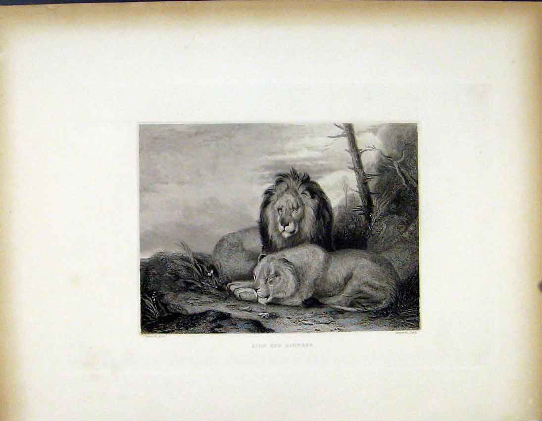 Original Old Antique Print Lion Lioness Resting Fine Art C1843 19th