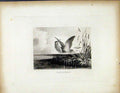 Original Old Antique Print The Bittern C1843 Birds Crane Eagle Owl Victorian