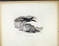 Original Old Antique Print The Balck Cock C1843 Fine Art Birds 19th