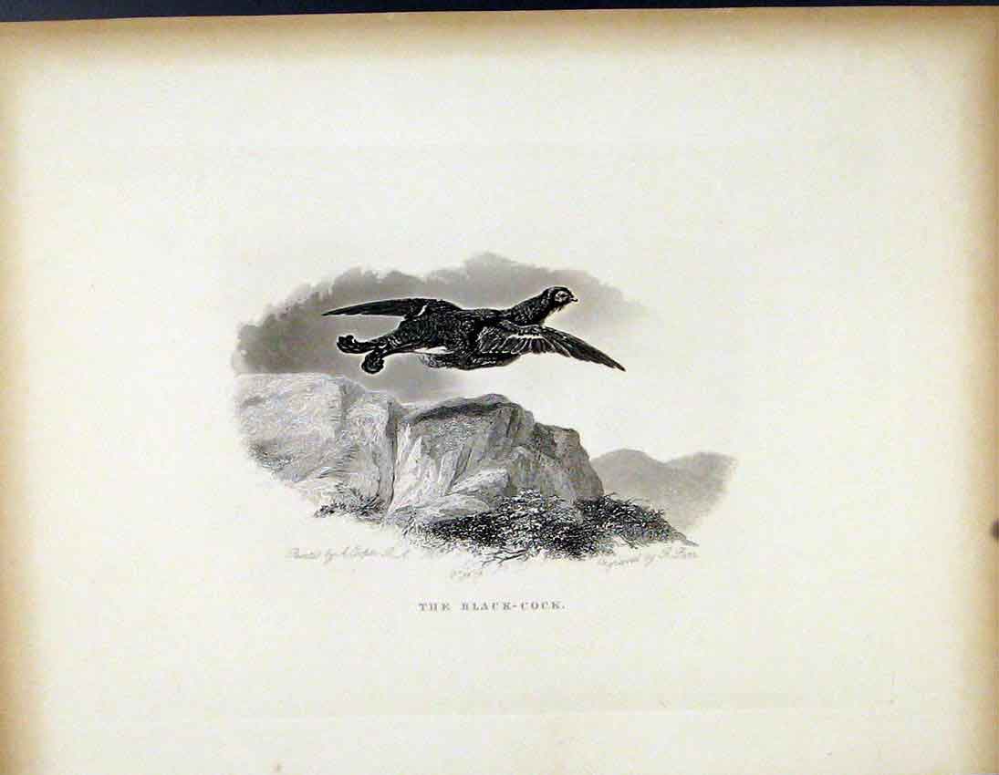 Original Old Antique Print The Balck Cock C1843 Fine Art Birds 19th