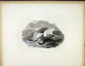 Original Old Antique Print Ptarmigan C1843 Dead Shot Hunted Birds 19th