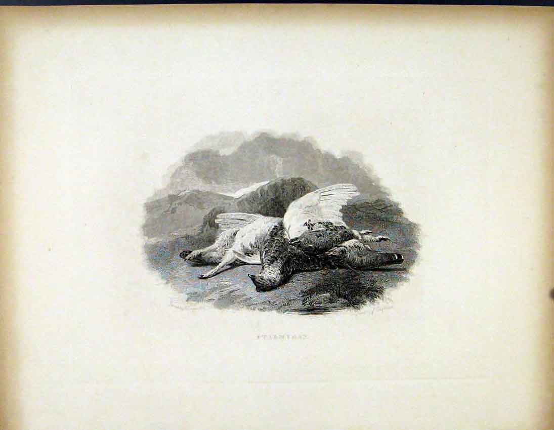 Original Old Antique Print Ptarmigan C1843 Dead Shot Hunted Birds 19th