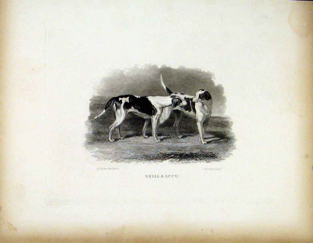 Original Old Antique Print Belia Lucy C1843 Two Friendly Dogs 19th
