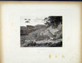 Original Old Antique Print Partridges C1843 Birds Animal Fine Art 19th