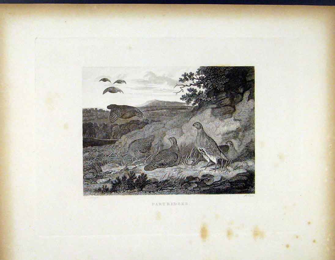 Original Old Antique Print Partridges C1843 Birds Animal Fine Art 19th