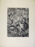 Original Old Antique Print Wild Animals Monkeys Apes C1874 Art 19th