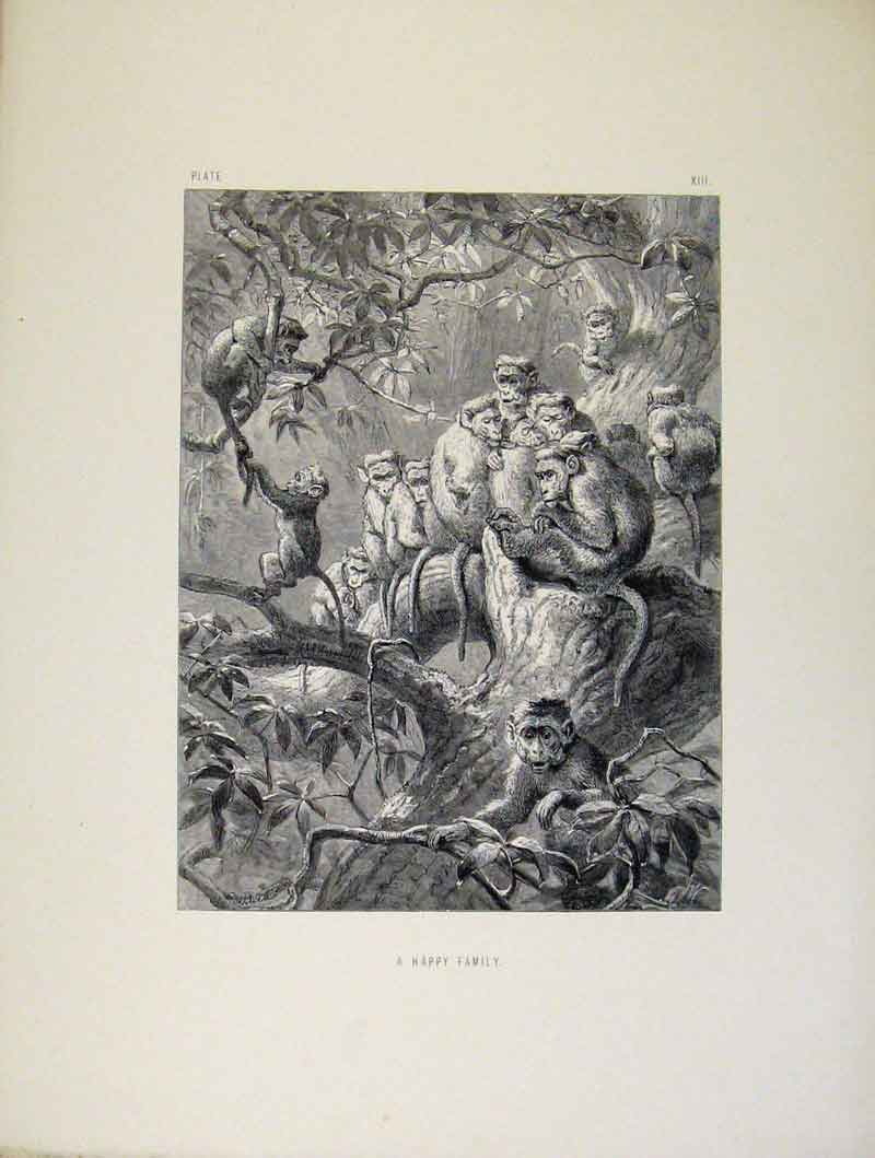 Original Old Antique Print Wild Animals Monkeys Apes C1874 Art 19th
