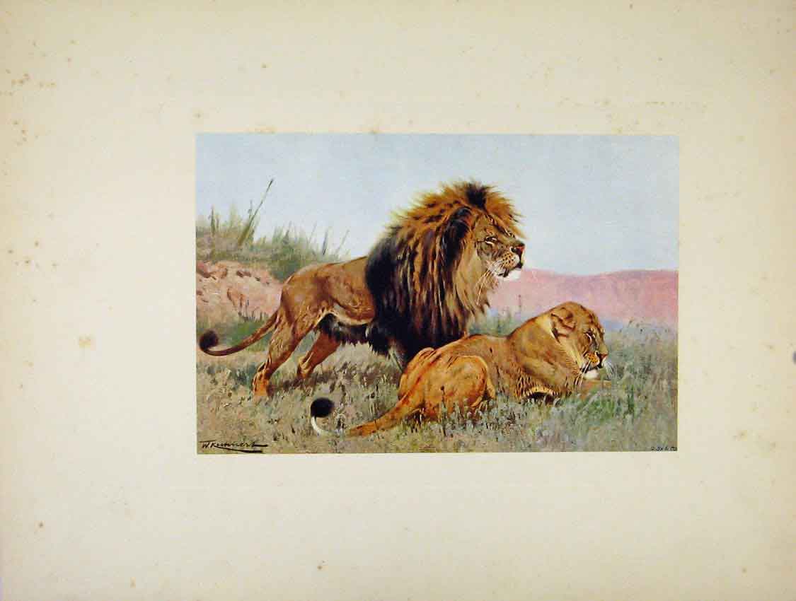 Original Old Antique Print Portraiture The Lion Lioness Wild Animals 18th