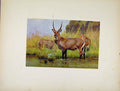 Original Old Antique Print Defassa Water Buck Animal Colored Portraiture