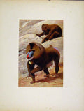 Original Old Antique Print Colored Fine Art Portraiture Mandrill Animal