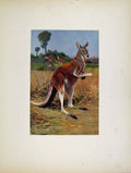 Original Old Antique Print Red Kangaroo Colored Fine Art Portraiture