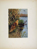 Original Old Antique Print Birds Colored Fine Art Portraiture Bittern 18th