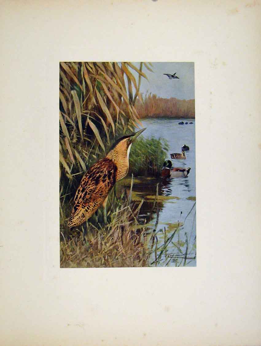 Original Old Antique Print Birds Colored Fine Art Portraiture Bittern 18th
