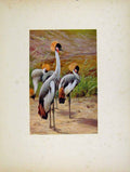 Original Old Antique Print Katin Crowned Crane Birds Animals Portraiture 19th