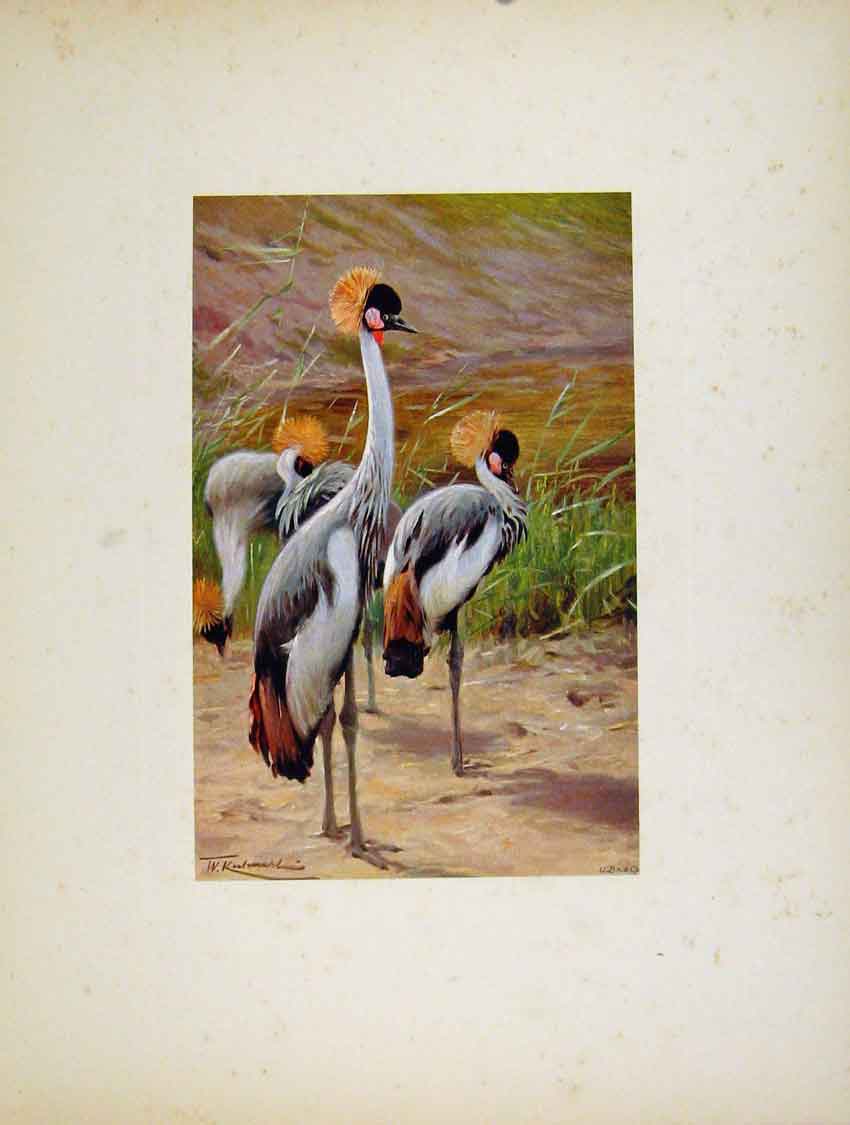 Original Old Antique Print Katin Crowned Crane Birds Animals Portraiture 19th