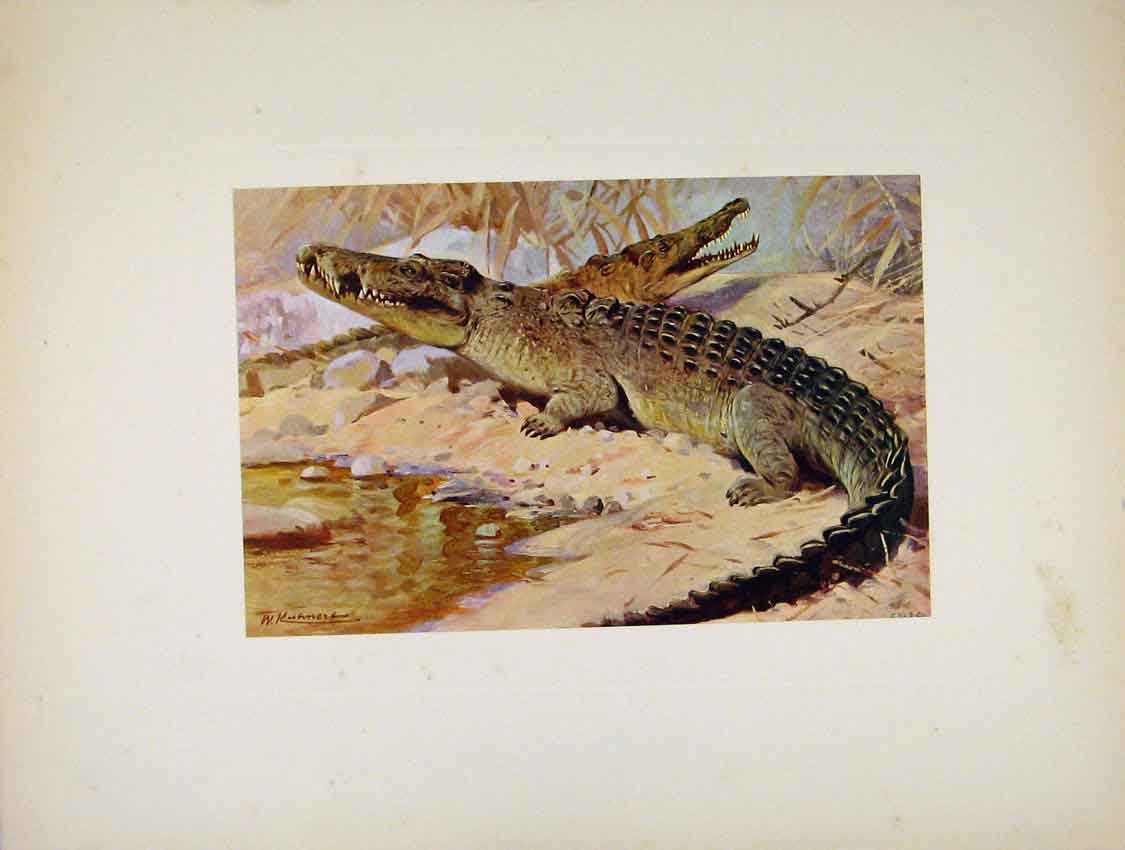 Original Old Antique Print PortraitureNile Crocodile Fine Art