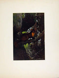 Original Old Antique Print Portraiture Colored Pine Marten Bird Fine Art