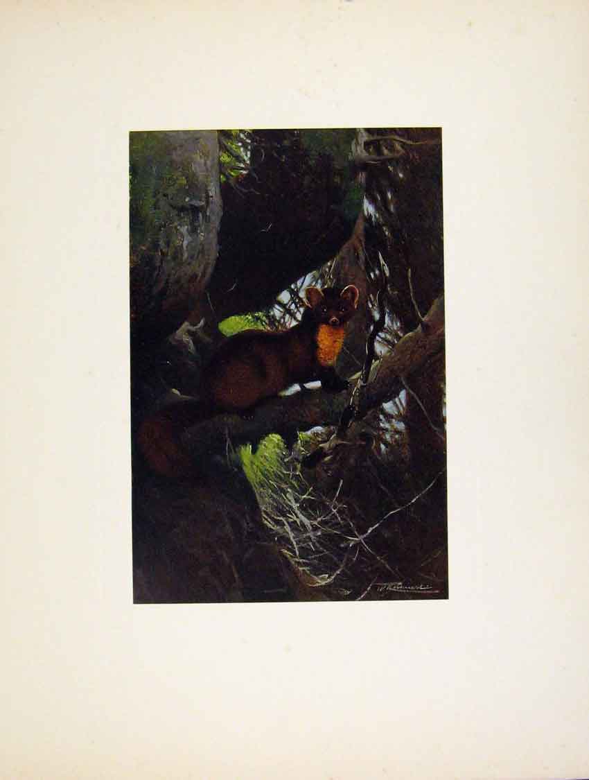 Original Old Antique Print Portraiture Colored Pine Marten Bird Fine Art