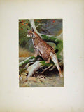 Original Old Antique Print Portraiture Fine Art Colored Lynx Cat