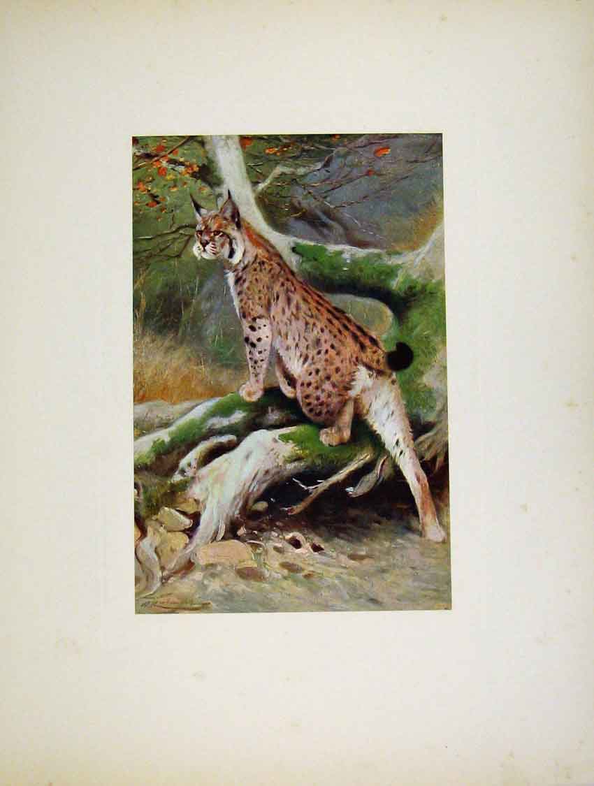 Original Old Antique Print Portraiture Fine Art Colored Lynx Cat