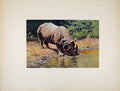 Original Old Antique Print Portraiture Indian Rhinoceros Animal