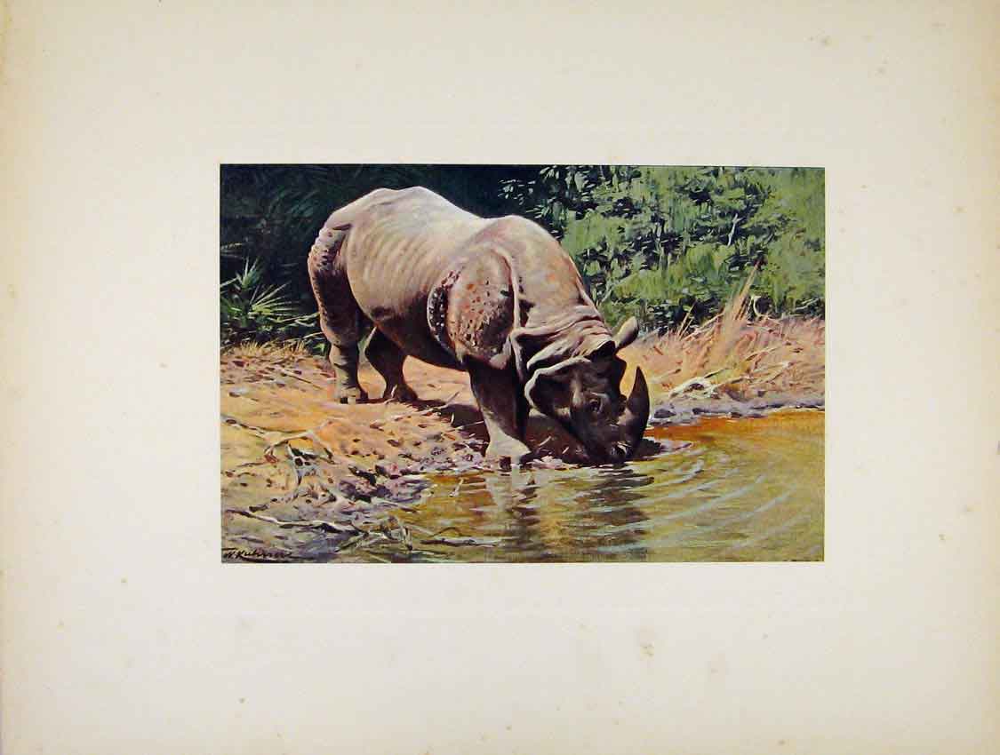 Original Old Antique Print Portraiture Indian Rhinoceros Animal