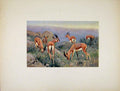 Original Old Antique Print Colored Portraiture Animal Buck Gazelle Art