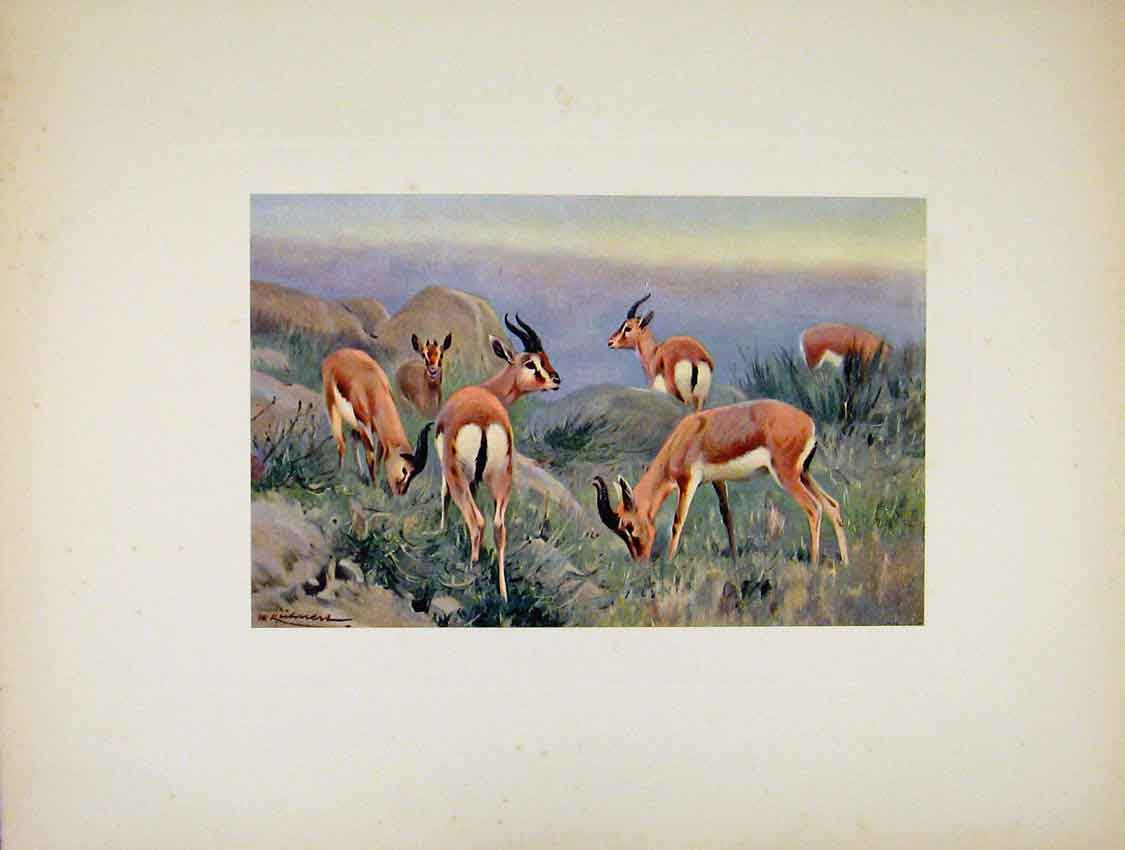 Original Old Antique Print Colored Portraiture Animal Buck Gazelle Art