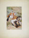 Original Old Antique Print Fine Art Animal Portraiture Colored Bustard