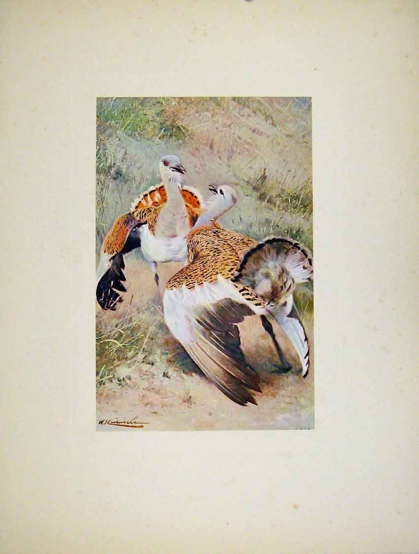 Original Old Antique Print Fine Art Animal Portraiture Colored Bustard