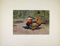 Original Old Antique Print Birds Portraiture Colored Mandarin Duck
