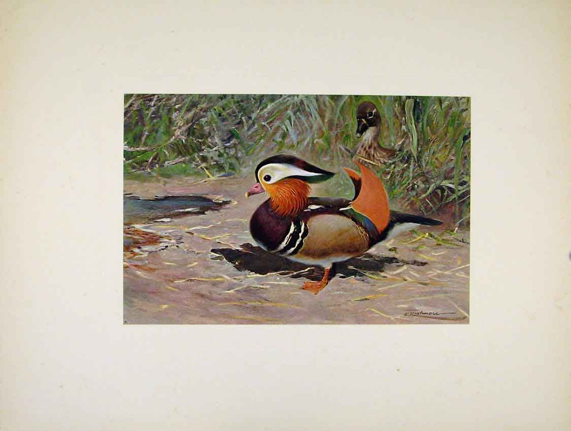Original Old Antique Print Birds Portraiture Colored Mandarin Duck
