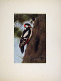 Original Old Antique Print The Grat Spoted Wood Pecker Portraiture Art