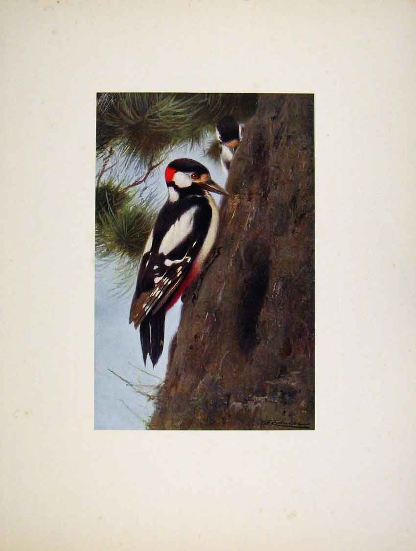 Original Old Antique Print The Grat Spoted Wood Pecker Portraiture Art