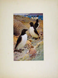 Original Old Antique Print Birds Portraiture Razor Bill On Auk Fine Art