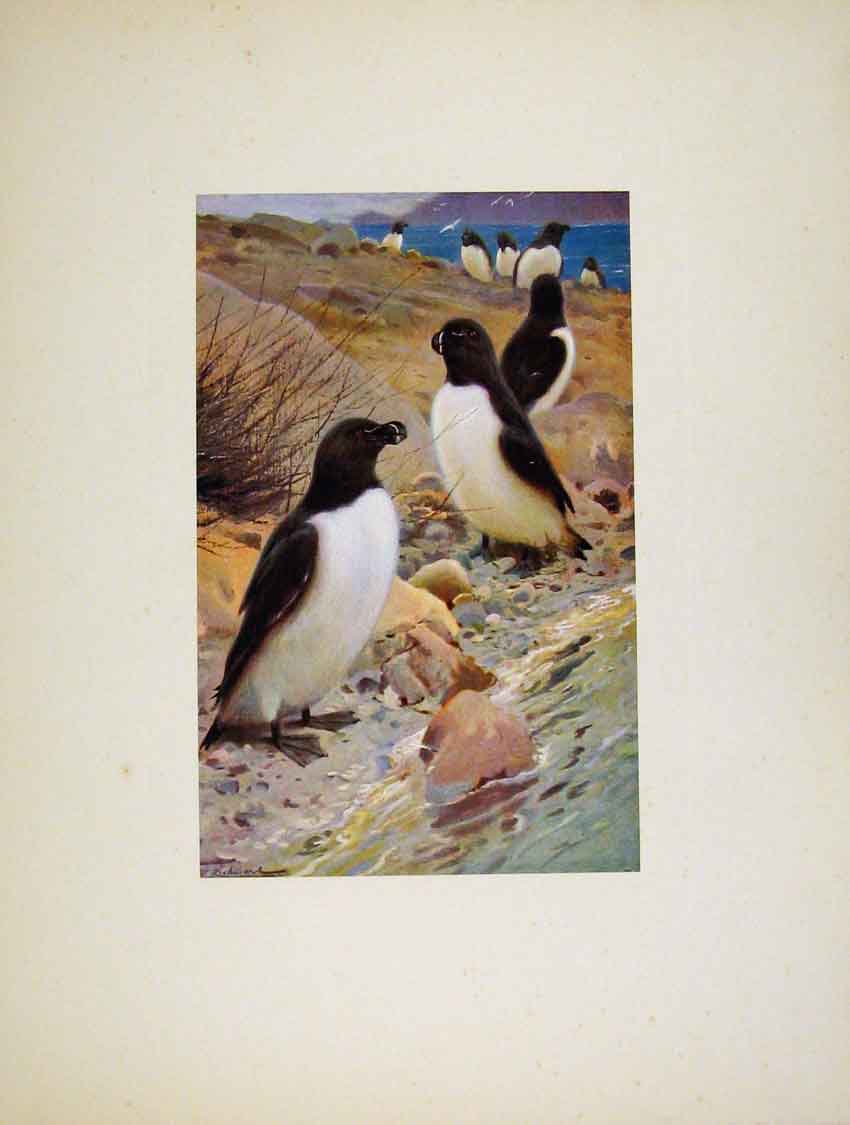 Original Old Antique Print Birds Portraiture Razor Bill On Auk Fine Art