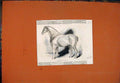 Original Old Antique Print Howsin Cart-Horse Sketch 1843 Horse 19th