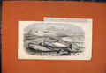 Original Old Antique Print Shoal Whales Solway Firth Cumberland