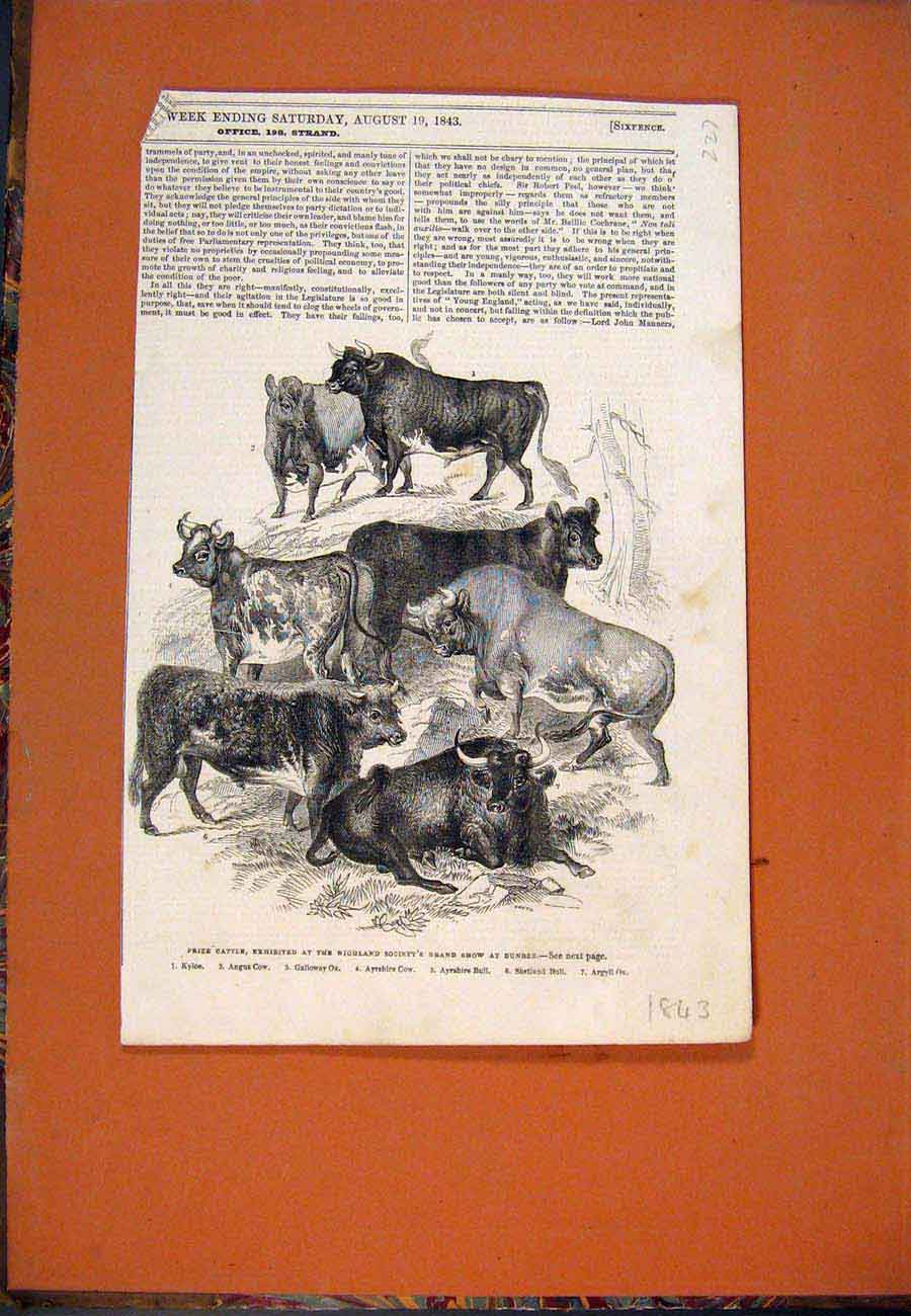 Original Old Antique Print Cattle Highland Society Show Dundee Scotland 1843