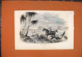 Original Old Antique Print Antelopes Hunting Dogs Horse