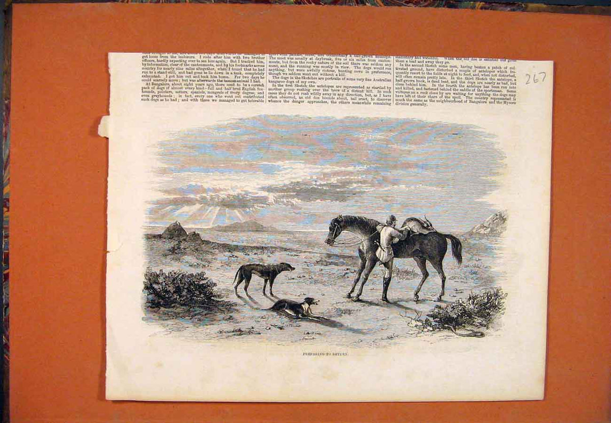 Original Old Antique Print Antelope Hunting Dogs Kill Horse Huntsman