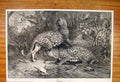 Original Old Antique Print Enemy'S Country Goddard Fine Art Leopards